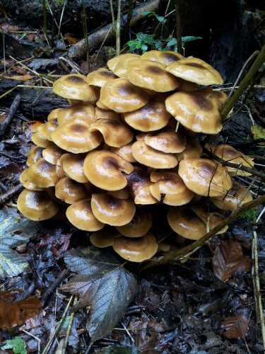 fungi photo brilliant!.jpg image